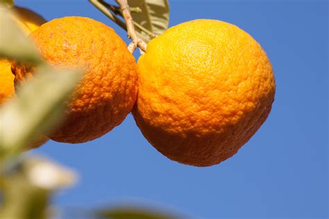 Images Gratuites Arbre Fruit Feuille Fleur Oranger Aliments