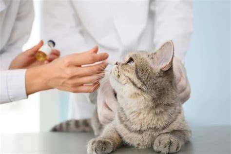 Rabies In Cats Symptoms Causes Diagnosis And Treatment