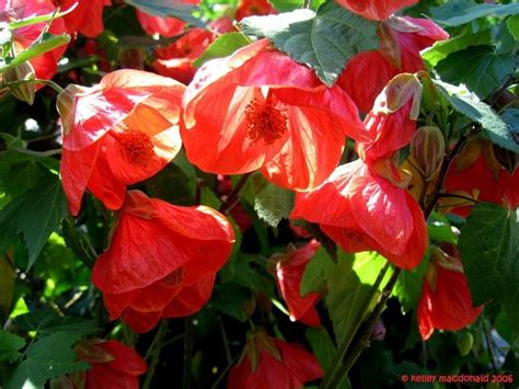 As a rule, flowers that attract hummingbirds have bright flowers and are good nectar (fuel) sources. PlantFiles Pictures: Abutilon, Flowering Maple 'Red ...
