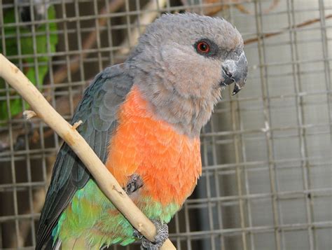 Red Bellied Parrot Facts Pet Care Personality Price Pictures