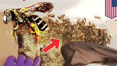 Bees Inside Wall Dude Finds 30 000 Bees Inside His House Wall Tomonews House Wall Bee Wall