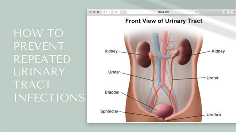 How To Prevent Urinary Tract Infections Uti Balance Acupuncture Herbs