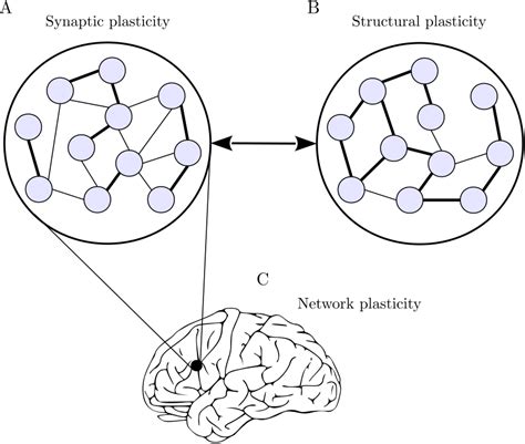 Schematic Representation Of Neuroplasticity At Different Levels A