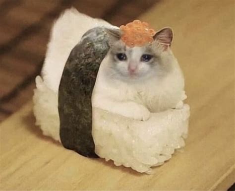 Sushi Cat On Tumblr