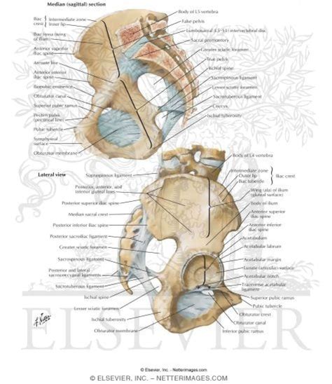 Bones And Ligaments Of Pelvis