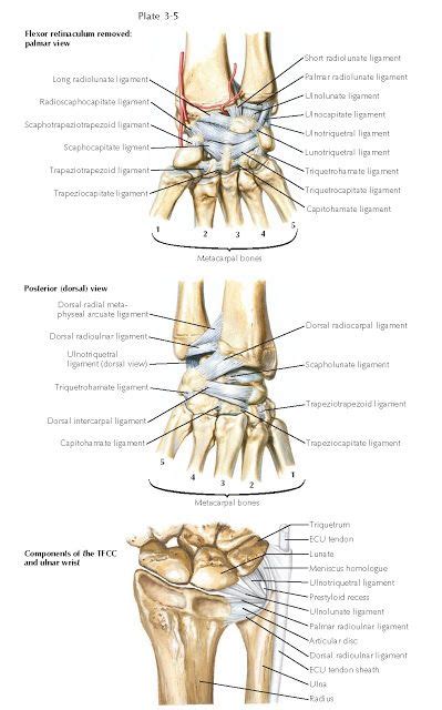 Ligaments Of Wrist The Ligaments Of The Wrist Are Divided Into Three