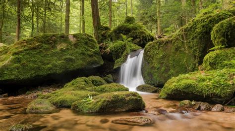 Moss Germany Gertelbach Falls Black Forest Stream 4k Blackforest
