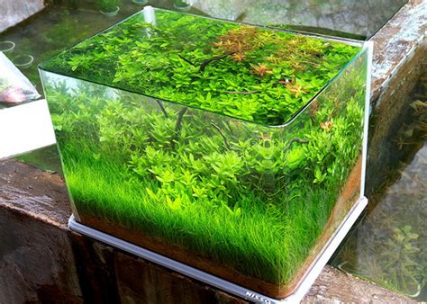Hairgrass digunakan sebagai tanaman foreground atau tanaman karpet yang terdapat pada dasar aquarium. AquaBie: Plant : Eleocharis Acicularis (Hairgrass)