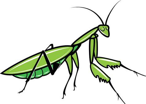 Grasshopper Clipart Free Download Transparent Png Creazilla