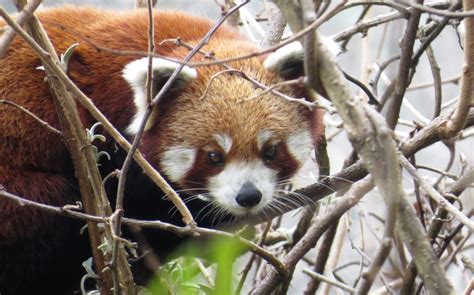 Red Panda Tracking Tour Itinerary Wildlife Tour Nepal