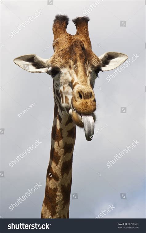 Their long tongues can be seen probing around inside. The Cheeky Giraffe Sticking Its Tongue Out Stock Photo ...