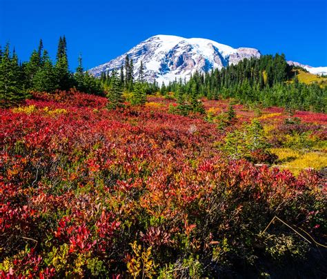 National Park To Visit In Washington Mt Rainier National Park