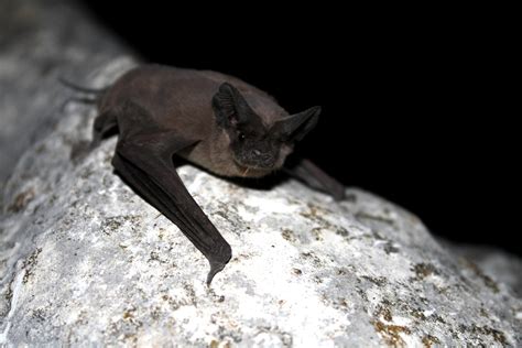 Free Picture Mexican Free Tailed Bat Mammal