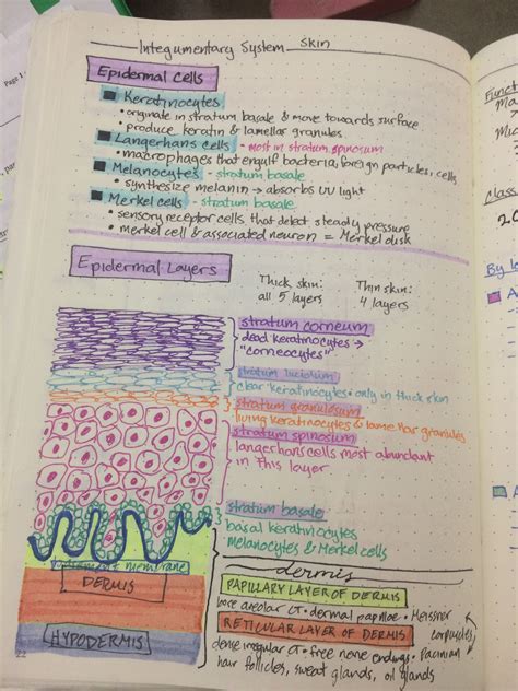 Anatomy And Physiology Notes Anatomical Charts And Posters
