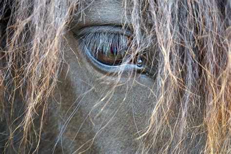 Keratitis In Horses Symptoms Causes Diagnosis Treatment Recovery