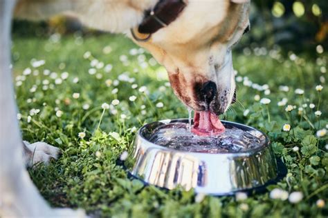How Much Water Does Your Dog Really Need Healthy Paws Pet Insurance