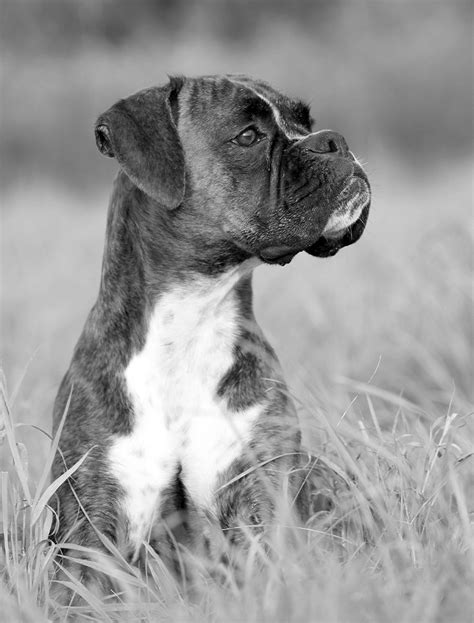 Around a quarter of all boxer puppies born are white. Contact Us - New Jersey Boxer Rescue