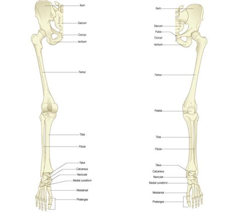 Overview Of Bones Of The Lower Limb Posterior And Anterior View