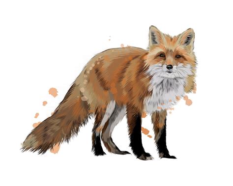Fox From A Splash Of Watercolor Colored Drawing Realistic Vector