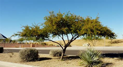 Sweet Acacia By Any Other Name Still Smells Sweet Southwest Trees