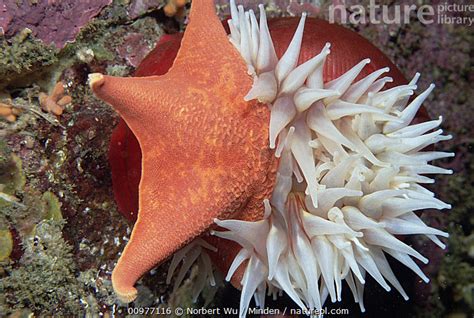 White Anemone And Sea Star