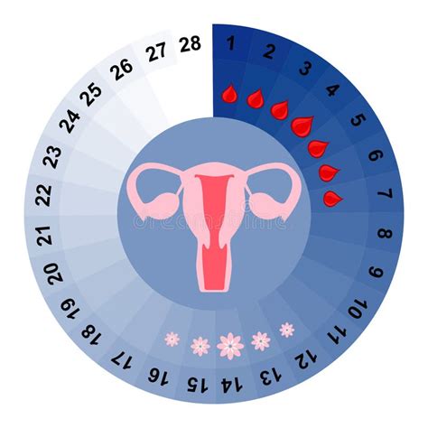 Menstrual Cycle Fertility Chart Stock Vector Illustration Of