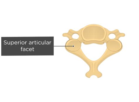 Cervical Vertebrae Anatomy And Labeled Diagram Getbodysmart