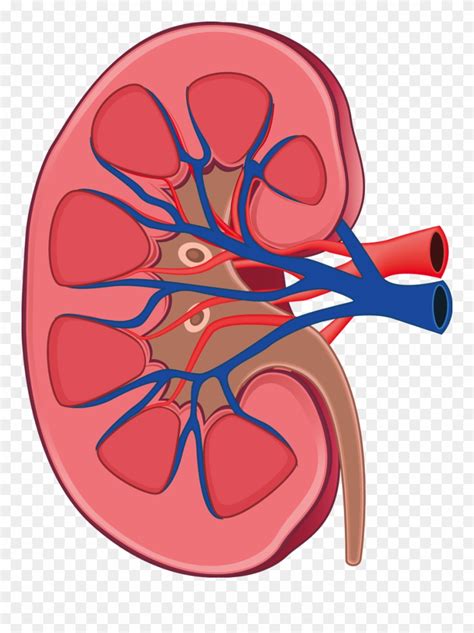 Kidney Png 10 Free Cliparts Download Images On Clipground 2023