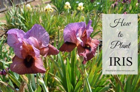 How To Plant Grow And Propagate Iris Iris Are An Easy Garden Plant