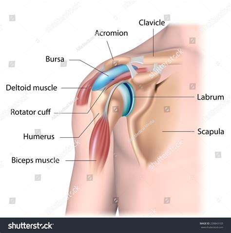Joints & ligaments at cram.com. Shoulder Joint Structure Labeled Stock Illustration ...