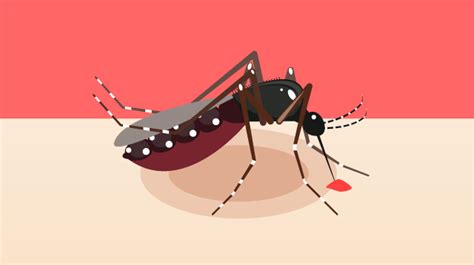 But these symptoms of dengue shock syndrome affects the children of age below 10. Dengue Symptoms in Children: How You Can Spot the Warnings ...