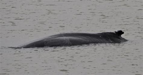 Humpback Whale Causes A Splash In River Thames Birdguides