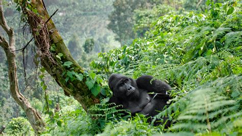 From Gorillas To Waterfalls Must See Sights In Uganda National Parks