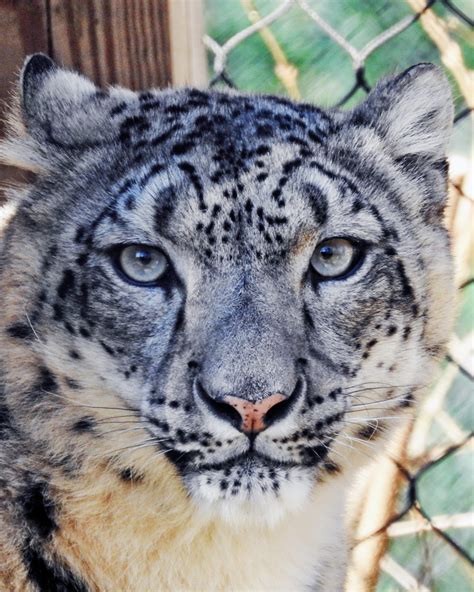 New Female Snow Leopard Arrives In Cape May County The Standard