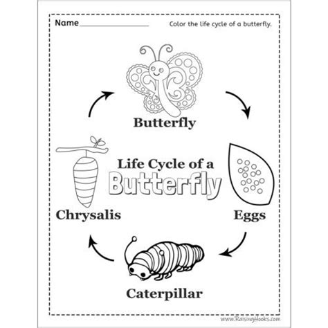Life Cycle Of A Butterfly Worksheet Raising Hooks