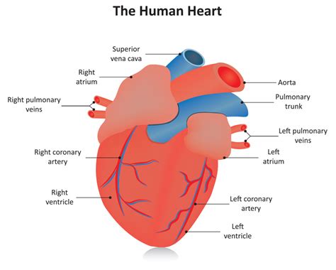 Heart Arteries Diagram Labeled Robhosking Diagram