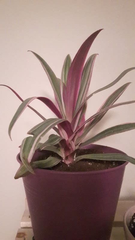 Maybe you would like to learn more about one of these? What Is This Houseplant? (Tradescantia spathacea) | ThriftyFun
