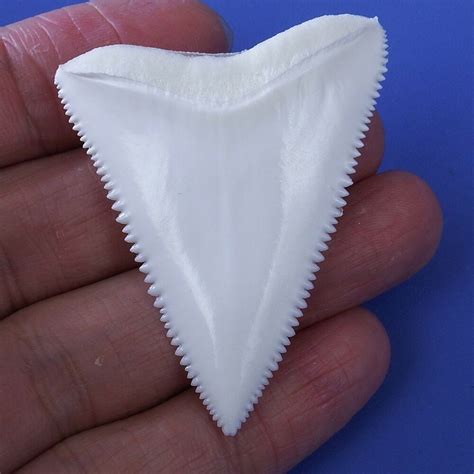 2118 Modern Principle Great White Shark Tooth Megalodon