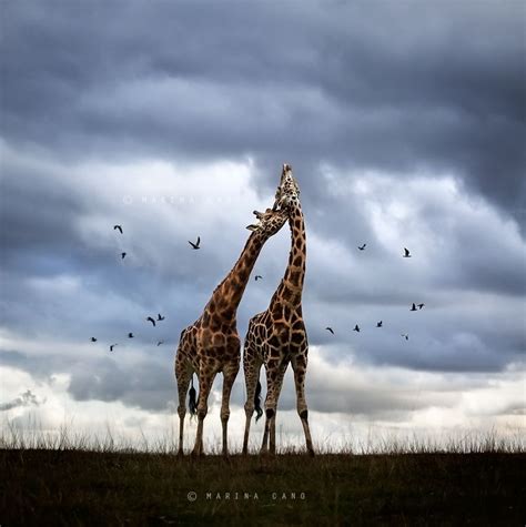 Wildscape By Marina Cano Via 500px Wildlife Photography Animals