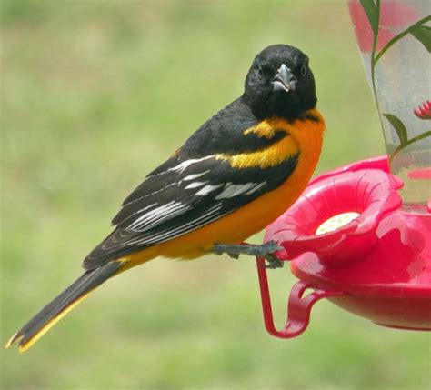 Why Are There Two Species Of Orioles On The List Celebrate Urban Birds