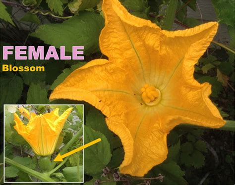 Flowers are important in making seeds. The Gourds & the Bees