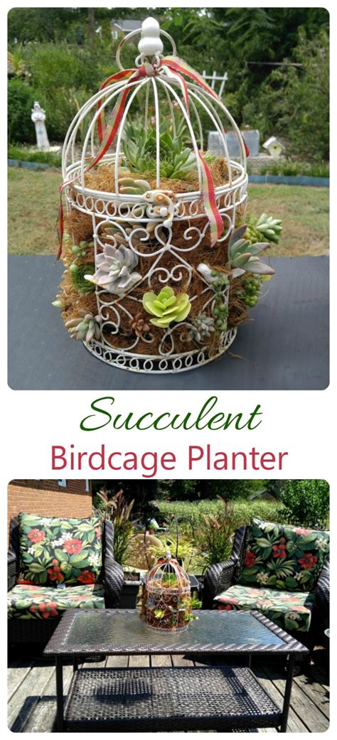 Succulent Birdcage Planter Easy Diy Garden Project
