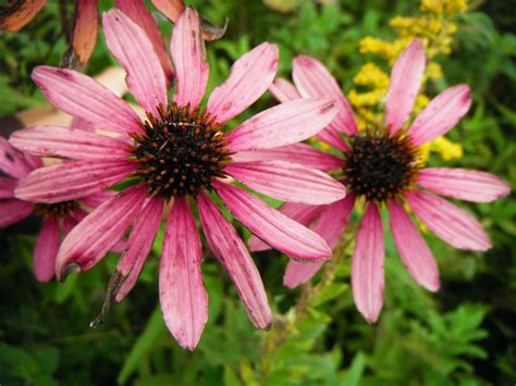 Echinacea