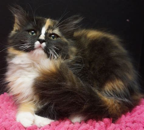 Calico cats are one of the most popular cats on the block. Available Kittens