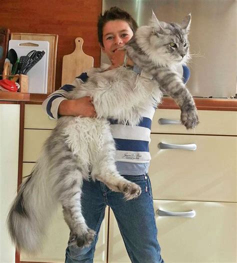 We earn a commission if you make a purchase through them. Giant Maine Coon Pictures