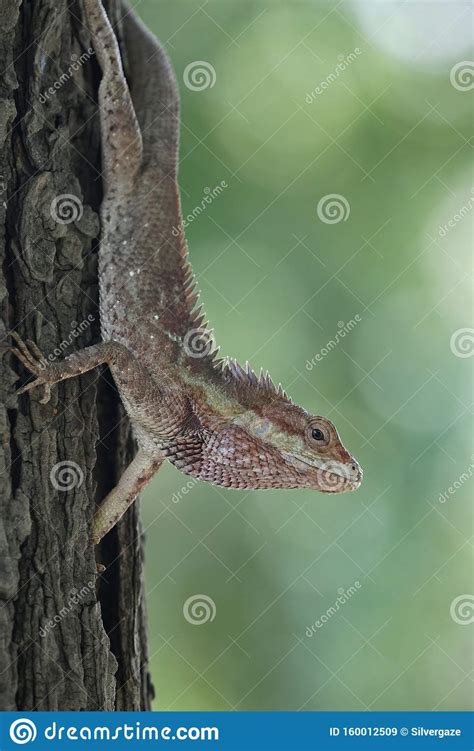 Blue Crested Lizard In Its Red Color Stock Image Image Of Vertebrate