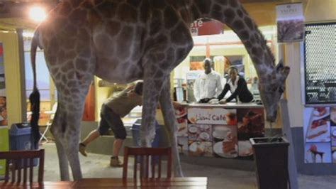 Video A Giraffe Walks Into A Bar No Seriously Sick Chirpse