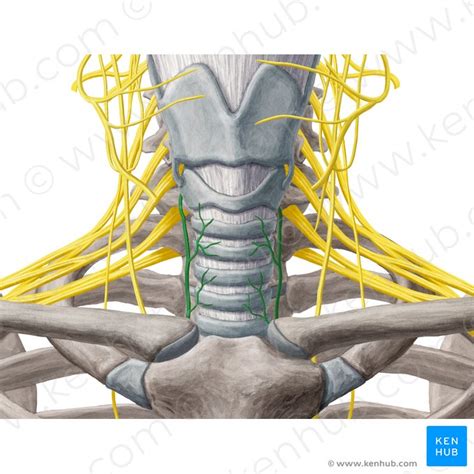 Nervus Laryngeus Recurrens Anatomie Verlauf And Klinik Kenhub