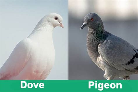 Dove Vs Pigeon Whatre The Differences With Pictures Pet Keen