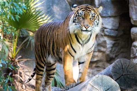 10 Tiger Adaptations Evolutionary Secrets Fauna Facts